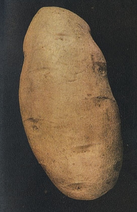 감자 이미지